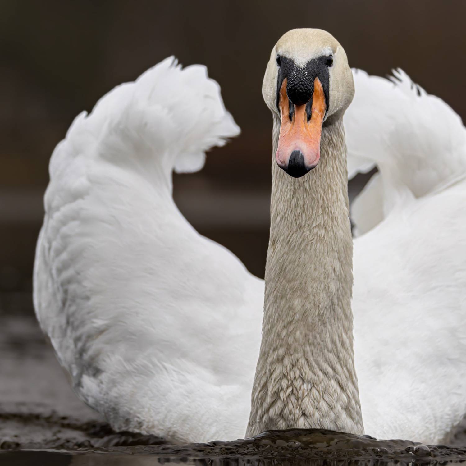 лебедь, лебедь шипун, шипун, лебедь-шипун, птицы, Ruslan Pl