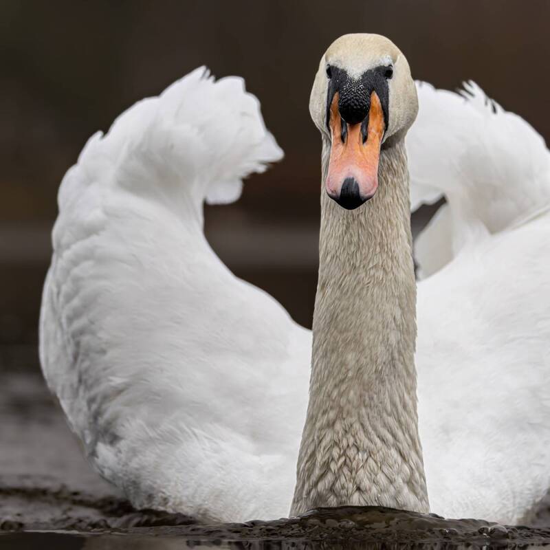 Лебедь шипун фото превью