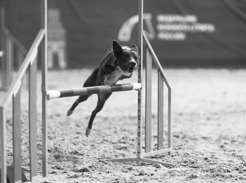 соревнования, спорт, аджилити, прыжок, dog, jump, competition, sport Стремительный прыжок фото превью