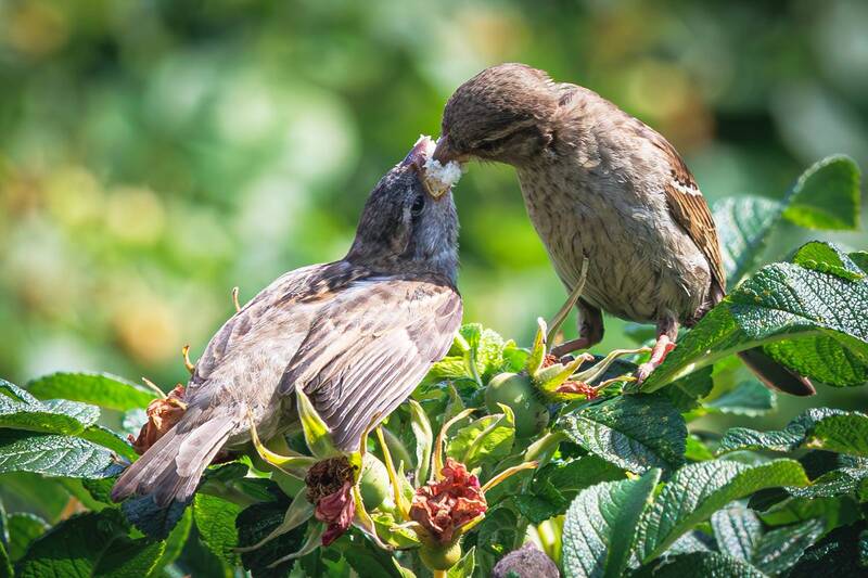 домовый, воробей  фото превью