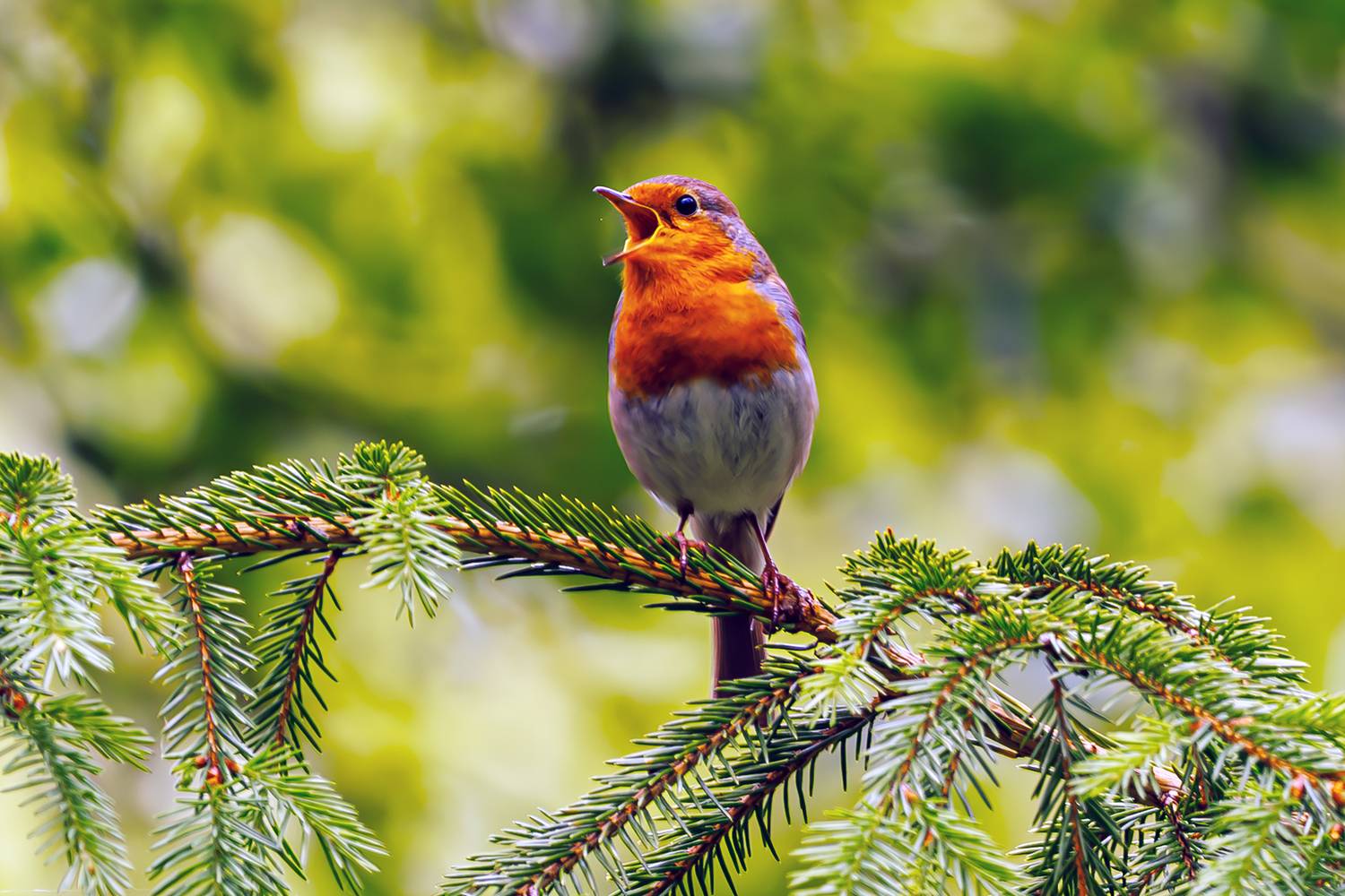 , Алексей Волков