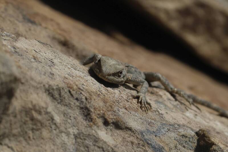 ящерицы, кавказская агама Молодые Агамы.. фото превью