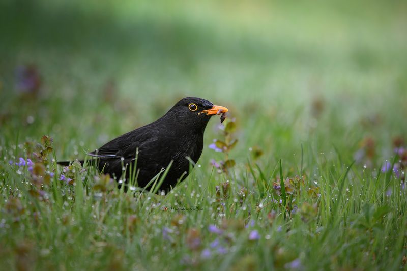 Чёрный дрозд. фото превью