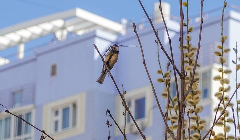 Весенние хлопоты фото превью