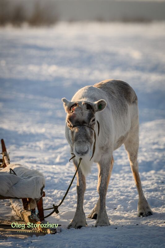 Суляко фото превью