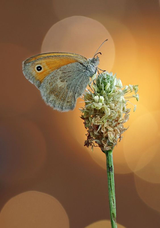 бабочка, сенница Сенница фото превью