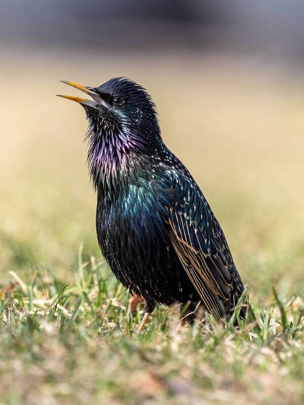 скворец, весна Предвестник весны фото превью