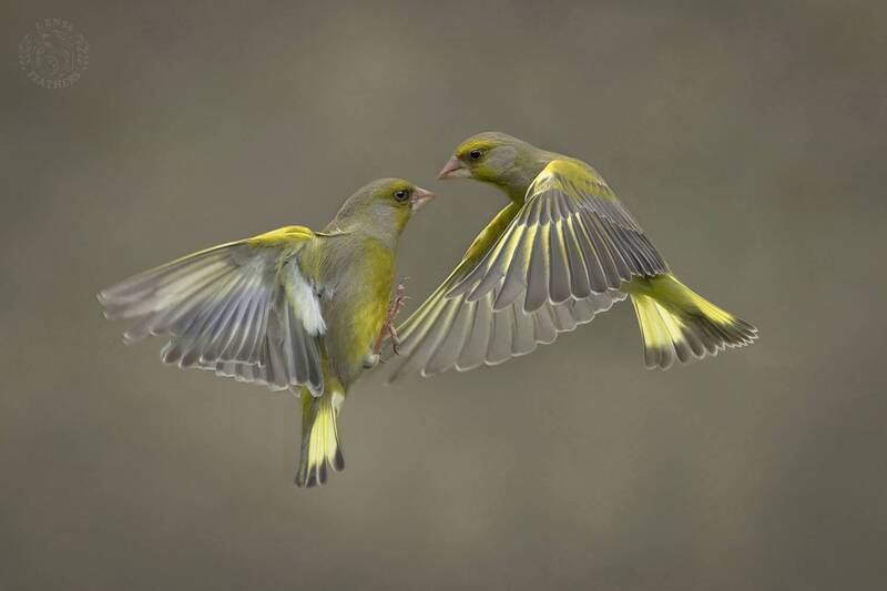 Зеленушка - Lens and Feathers фото превью