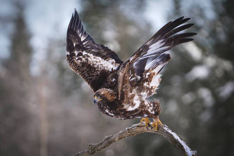 Беркут фото превью