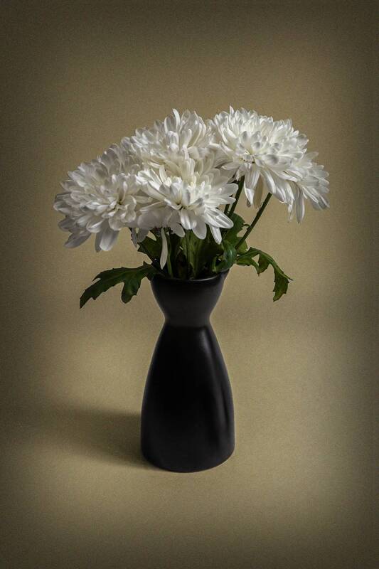 Хризантемы фото превью