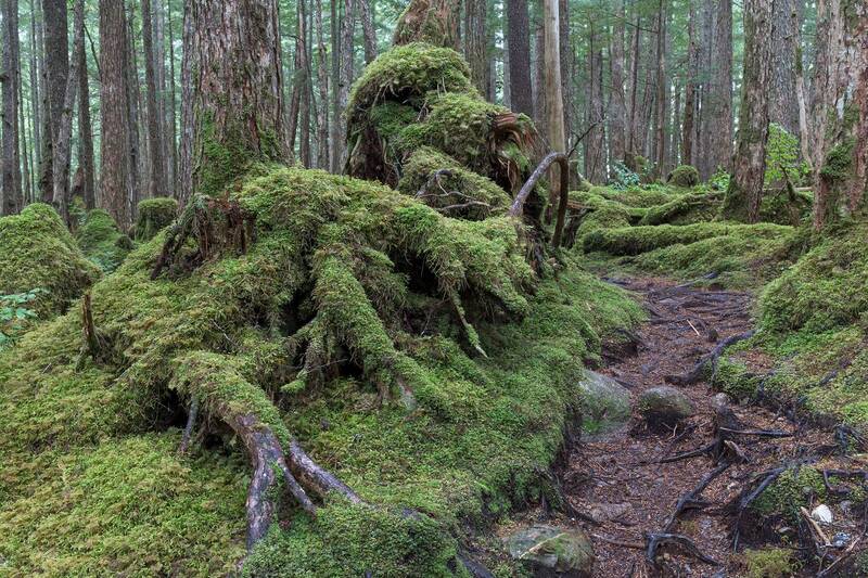 В заповедных и дремучих фото превью