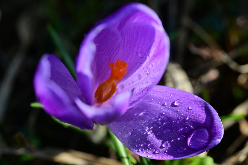 Первый крокус фото превью