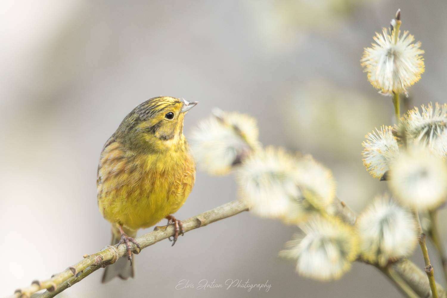 овсянка, птицыроссии, птицыкостромскойобласти, обыкновенная овсянка, орнитология, birds, birdwatching, elvisantson, Elvis Antson