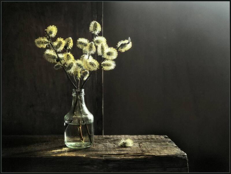 Salix caprea фото превью