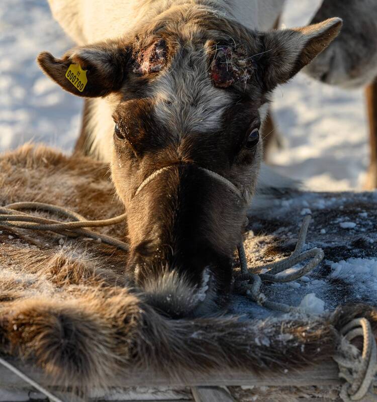 олень, нарты, зима, отдых, ямал, янао, надым, живем на севере Устал фото превью