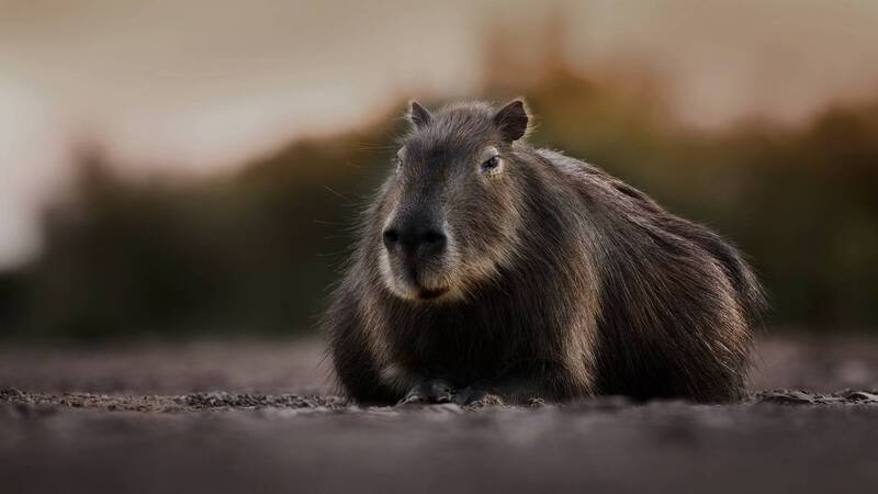 Тихий час фото превью