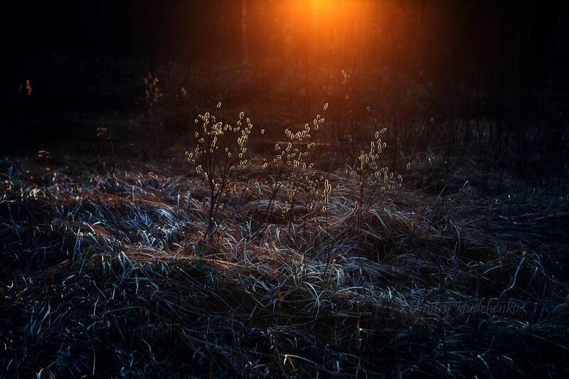 вербное, воскресенье  фото превью