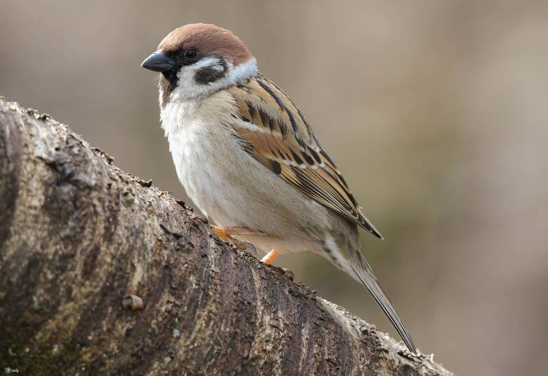 Полевой воробей фото превью