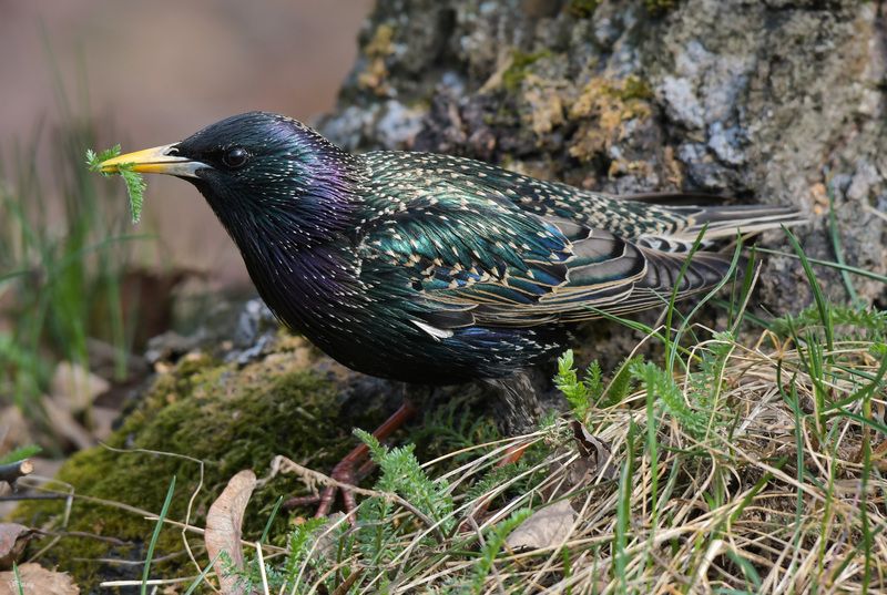 Скворец фото превью