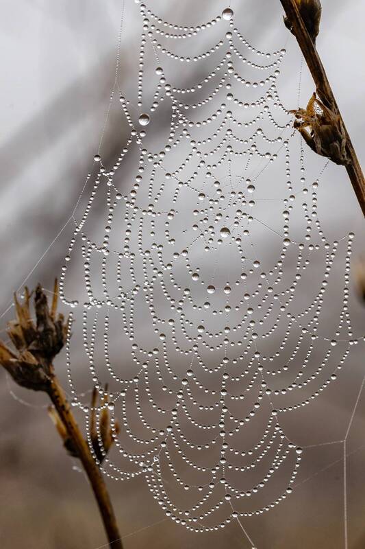 макро, капли, туман, паутинка, природа Туманные бусы апреля... фото превью