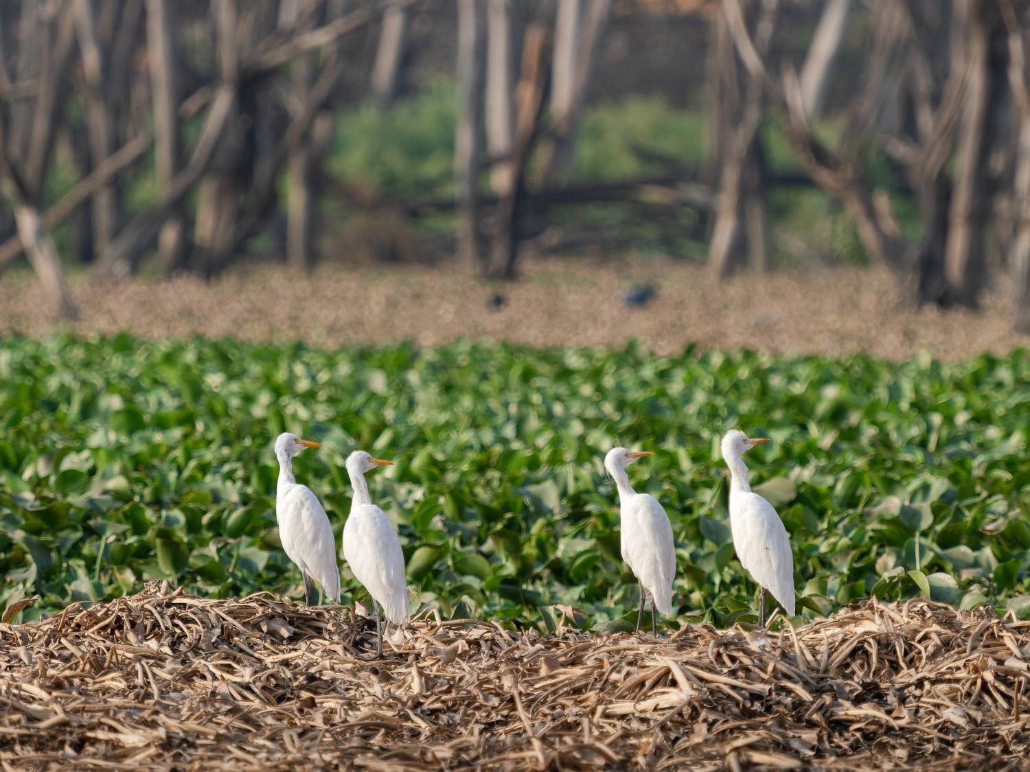 , Мозжухин Максим