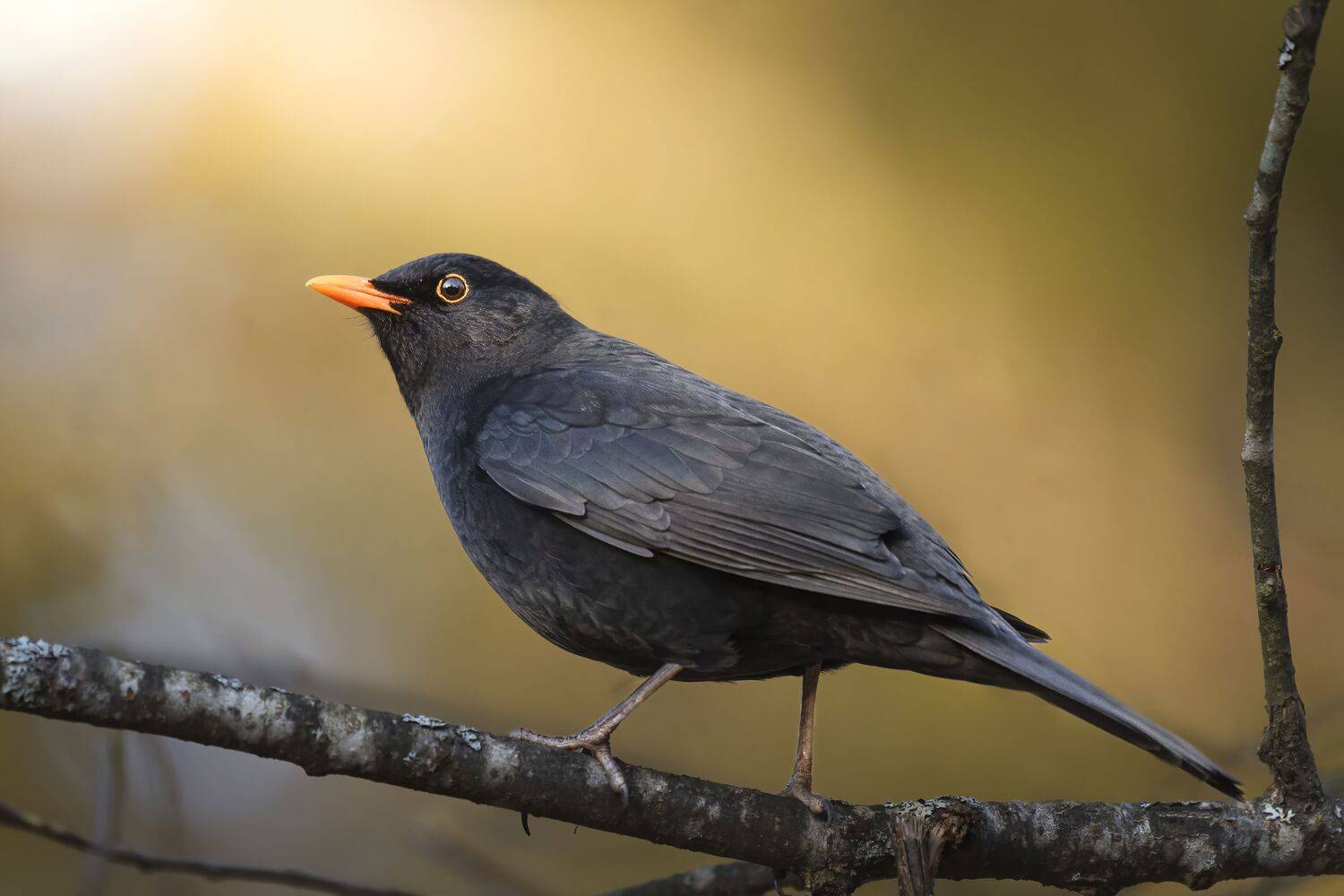 Nikon200-500, Максим Вышарь