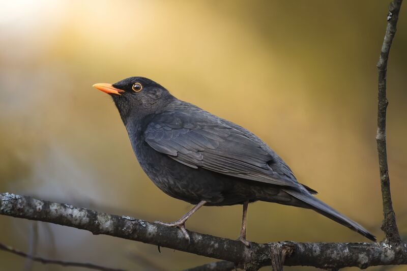 Nikon200-500  фото превью