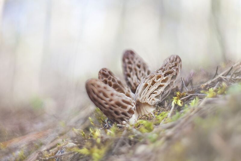 *** фото превью