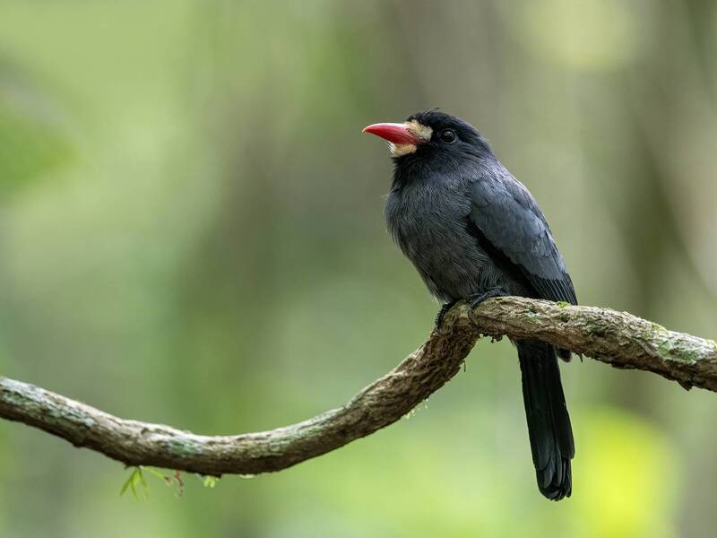 White-fronted Nunbird фото превью