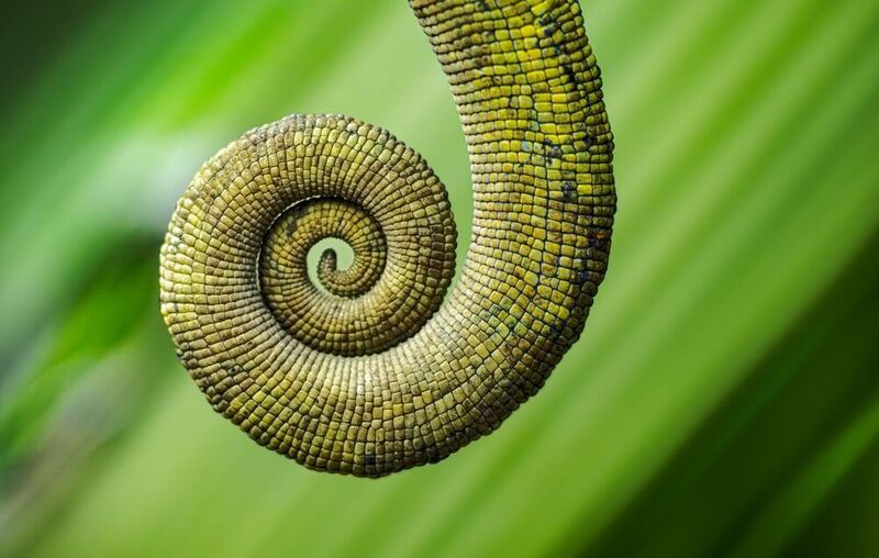 Хамелеон, Мадагаскар Закрученный центр тяжести фото превью