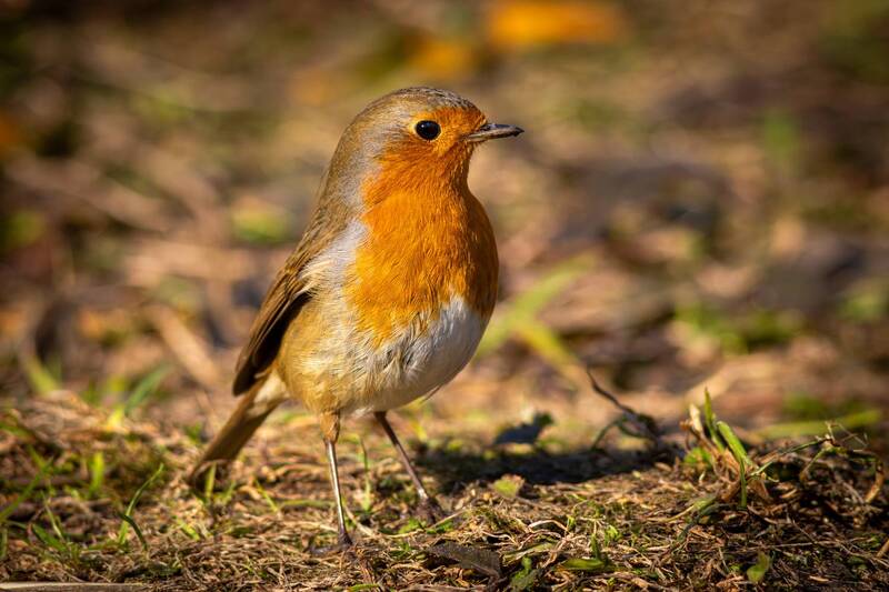 зарянка, малиновка, erithacus rubecula, european robin Зарянка фото превью