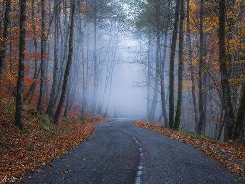 Foggy Road
