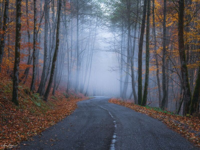 fog, forest, woodland, nature, landscape, autumn, street, travel, photography Foggy Road фото превью