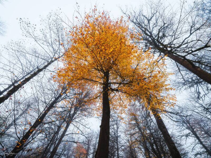 tree, forest, woodland, autumn, travel, photography, landscape, nature Tree фото превью