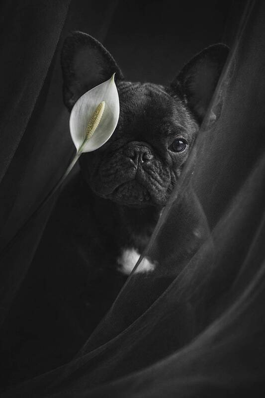 Улана фото превью