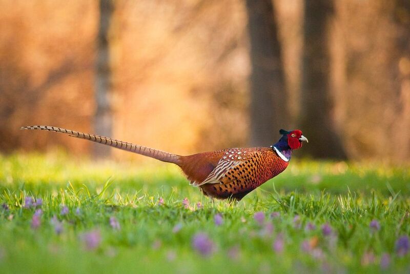 Pheasant фото превью