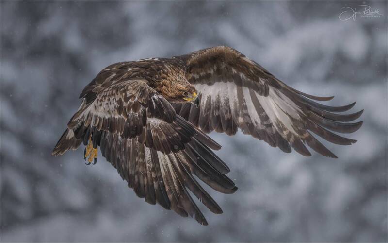 беркут, хищник, золотой орел, орел, красный бор, беларусь, птица, зима, golden eagle, eagle Повелитель неба фото превью