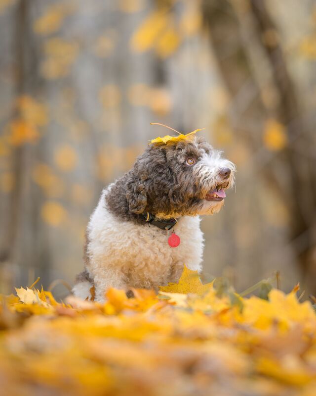 Hat фото превью