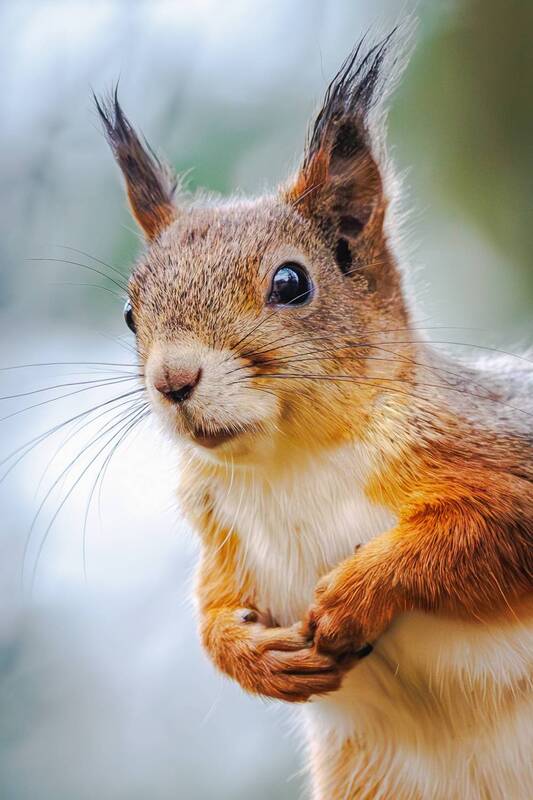 белка Же не манж па сис жур фото превью