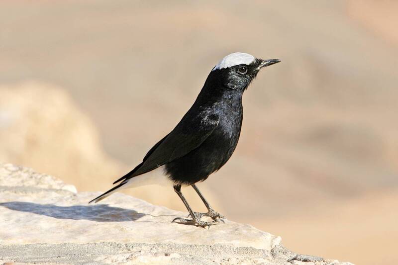 Белопоясная каменка фото превью