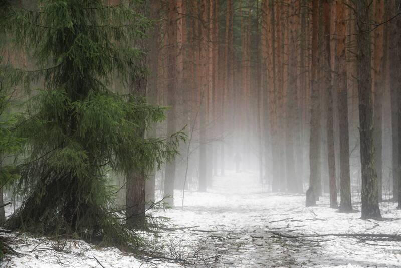 весна, лес, дождь, туман, дымка, пейзаж Дождевая дымка фото превью