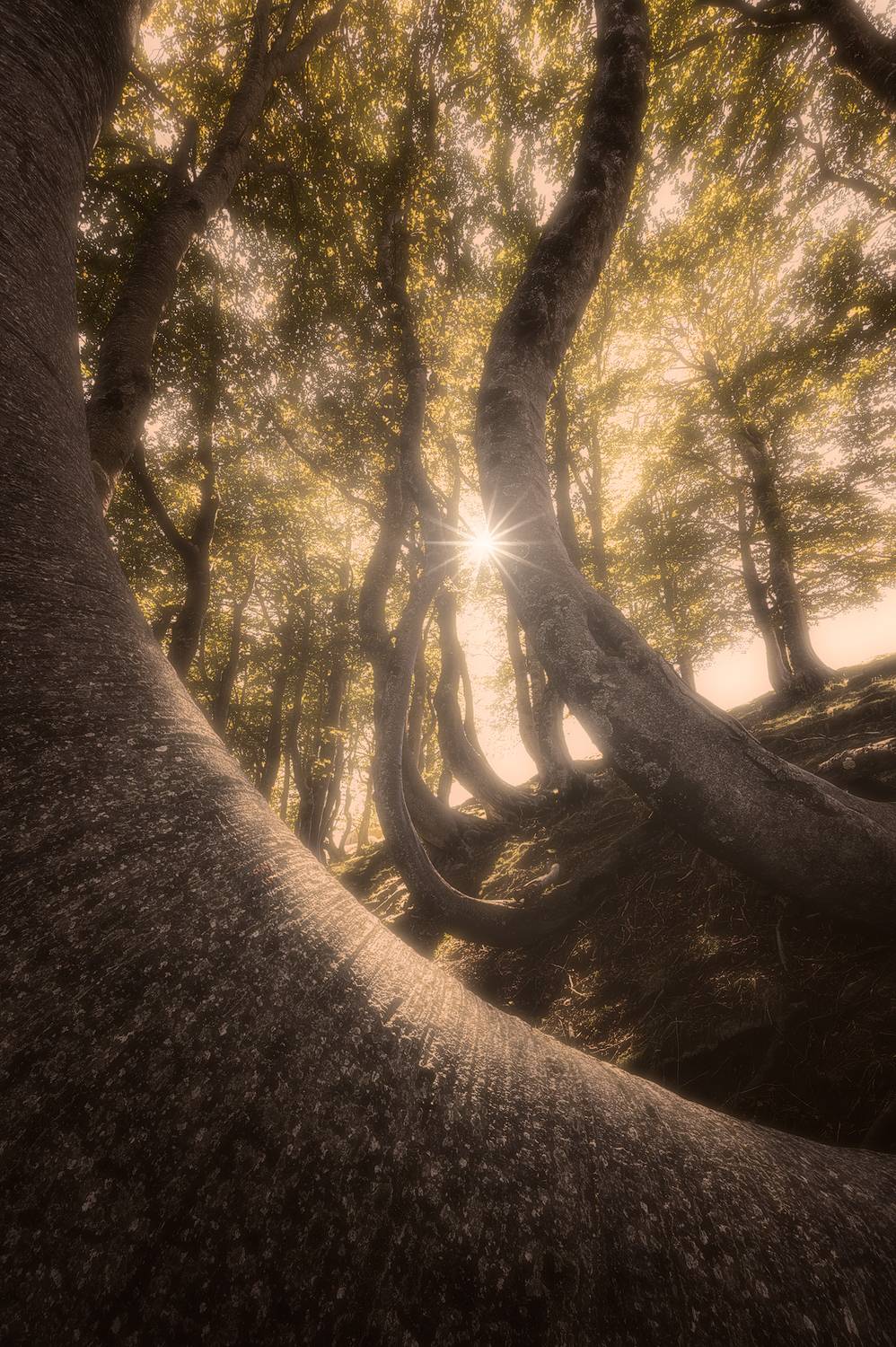 italy, tree, sun, star, autumn, colors, nature, landscape, abruzzo, Emanuel Scarponi