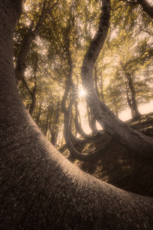 Natural Balance фото превью