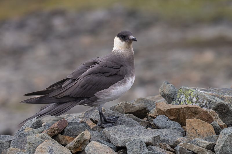 Parasitic jaeger фото превью