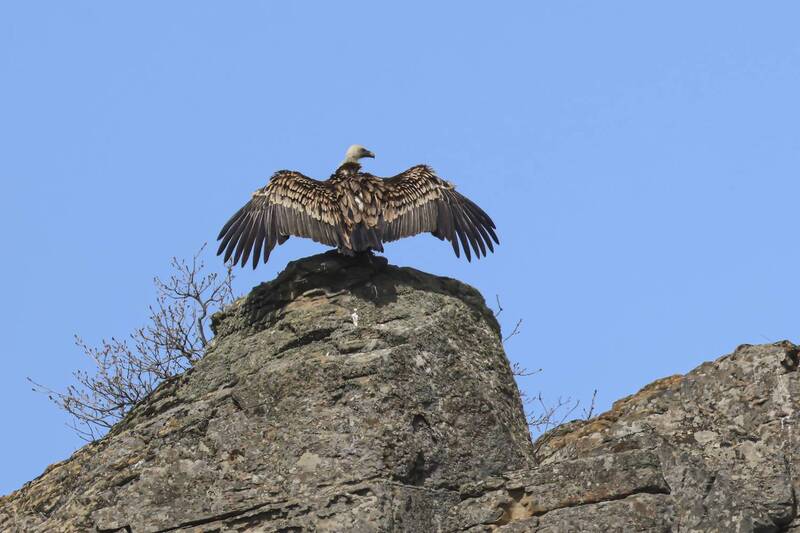 белоголовый сип, гриф Белоголовый Сип.. фото превью