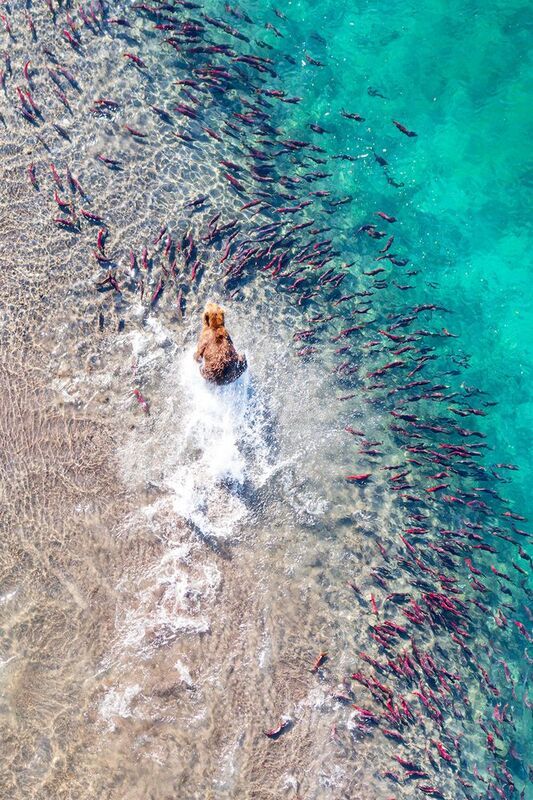 камчатка  фото превью