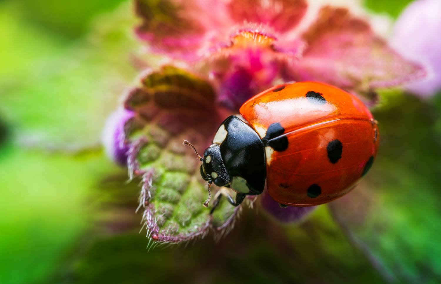 , Сергей Тихомиров