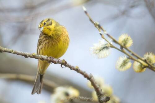 Весенние мгновения
