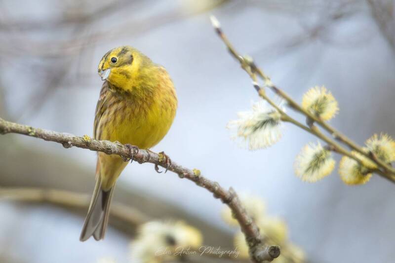 овсянка, птицы россии, весна, верба, орнитология, птицы возвращаются, птицы костромской области, birds, birdwatching, elvis antson Весенние мгновения фото превью