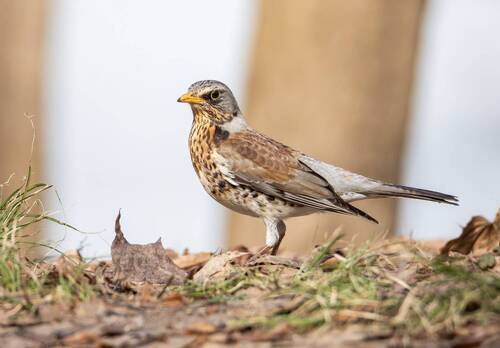 Дрозд-рябинник.